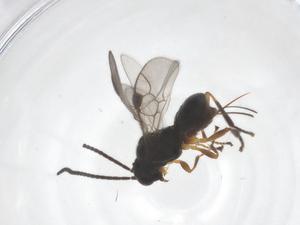  ( - CBG-A58400-H09)  @11 [ ] CreativeCommons - Attribution Share - Alike (2024) Centre for Biodiversity Genomics Centre for Biodiversity Genomics