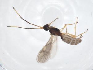  ( - CBG-A58412-F12)  @11 [ ] CreativeCommons - Attribution Share - Alike (2024) Centre for Biodiversity Genomics Centre for Biodiversity Genomics