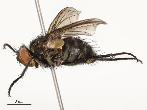  ( - CBG-A58562-D05)  @11 [ ] CreativeCommons - Attribution Share - Alike (2024) CBG Photography Group Centre for Biodiversity Genomics