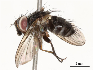  ( - CBG-A58562-G07)  @11 [ ] CreativeCommons - Attribution Share - Alike (2024) CBG Photography Group Centre for Biodiversity Genomics