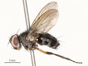  ( - CBG-A58562-G11)  @11 [ ] CreativeCommons - Attribution Share - Alike (2024) CBG Photography Group Centre for Biodiversity Genomics