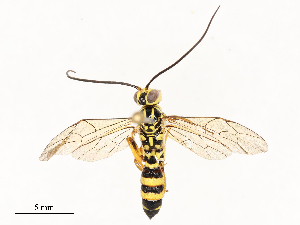  ( - CBG-A58563-C08)  @11 [ ] CreativeCommons - Attribution Share - Alike (2024) CBG Photography Group Centre for Biodiversity Genomics