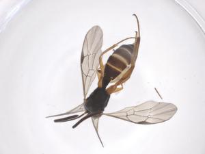  ( - CBG-A58727-A05)  @11 [ ] CreativeCommons - Attribution Share - Alike (2024) Centre for Biodiversity Genomics Centre for Biodiversity Genomics