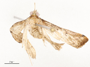  ( - CBG-A54416-C03)  @11 [ ] CreativeCommons - Attribution Share - Alike (2024) CBG Photography Group Centre for Biodiversity Genomics