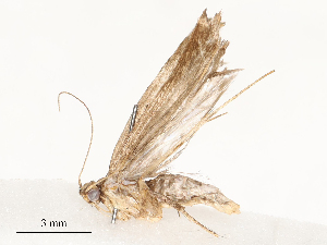  ( - CBG-A54416-C11)  @11 [ ] CreativeCommons - Attribution Share - Alike (2024) CBG Photography Group Centre for Biodiversity Genomics