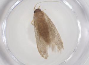  (Hypatopa Malaise1860 - CBG-A55609-F02)  @11 [ ] CreativeCommons - Attribution Share - Alike (2024) Centre for Biodiversity Genomics Centre for Biodiversity Genomics