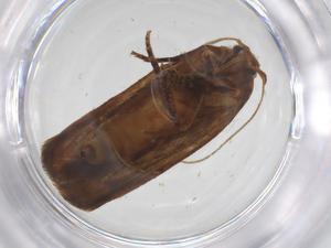  ( - CBG-A55609-F12)  @11 [ ] CreativeCommons - Attribution Share - Alike (2024) Centre for Biodiversity Genomics Centre for Biodiversity Genomics