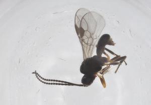  ( - CBG-A55610-F06)  @11 [ ] CreativeCommons - Attribution Share - Alike (2024) Centre for Biodiversity Genomics Centre for Biodiversity Genomics