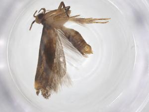  (gelMalaise01 malaise8332 - CBG-A55610-H09)  @11 [ ] CreativeCommons - Attribution Share - Alike (2024) Centre for Biodiversity Genomics Centre for Biodiversity Genomics