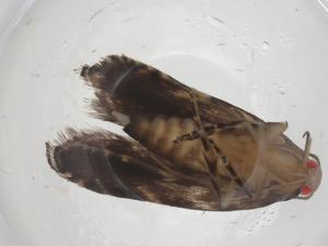  ( - CBG-A55612-A02)  @11 [ ] CreativeCommons - Attribution Share - Alike (2024) Centre for Biodiversity Genomics Centre for Biodiversity Genomics