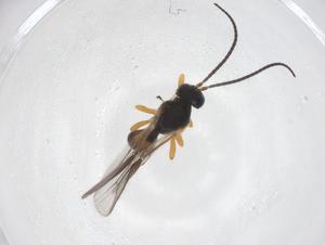  (Opius malaise0959 - CBG-A55612-G02)  @11 [ ] CreativeCommons - Attribution Share - Alike (2024) Centre for Biodiversity Genomics Centre for Biodiversity Genomics