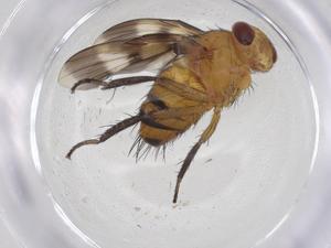  ( - CBG-A55675-E09)  @11 [ ] CreativeCommons - Attribution Share - Alike (2024) Centre for Biodiversity Genomics Centre for Biodiversity Genomics