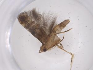  (Coleotechnites Malaise4949 - CBG-A55676-A06)  @11 [ ] CreativeCommons - Attribution Share - Alike (2024) Centre for Biodiversity Genomics Centre for Biodiversity Genomics