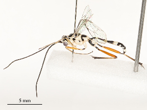  ( - CBG-A58573-B06)  @11 [ ] CreativeCommons - Attribution Share - Alike (2024) CBG Photography Group Centre for Biodiversity Genomics