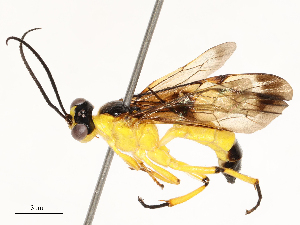  ( - CBG-A58573-G05)  @11 [ ] CreativeCommons - Attribution Share - Alike (2024) CBG Photography Group Centre for Biodiversity Genomics