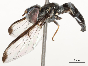  ( - CBG-A58574-B12)  @11 [ ] CreativeCommons - Attribution Share - Alike (2024) CBG Photography Group Centre for Biodiversity Genomics