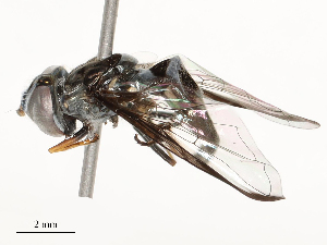  ( - CBG-A58574-C01)  @11 [ ] CreativeCommons - Attribution Share - Alike (2024) CBG Photography Group Centre for Biodiversity Genomics