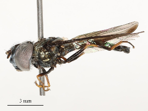  ( - CBG-A58574-C05)  @11 [ ] CreativeCommons - Attribution Share - Alike (2024) CBG Photography Group Centre for Biodiversity Genomics