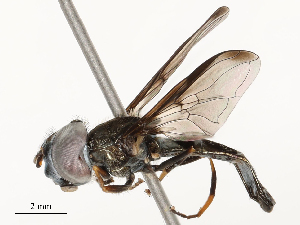  ( - CBG-A58574-C06)  @11 [ ] CreativeCommons - Attribution Share - Alike (2024) CBG Photography Group Centre for Biodiversity Genomics