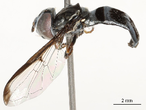  ( - CBG-A58574-C07)  @11 [ ] CreativeCommons - Attribution Share - Alike (2024) CBG Photography Group Centre for Biodiversity Genomics