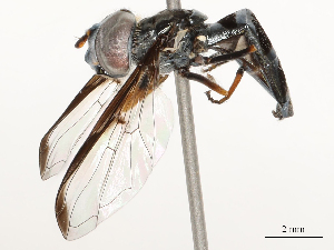  ( - CBG-A58574-D05)  @11 [ ] CreativeCommons - Attribution Share - Alike (2024) CBG Photography Group Centre for Biodiversity Genomics