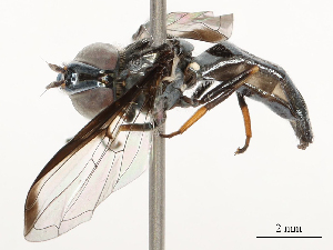  ( - CBG-A58574-D06)  @11 [ ] CreativeCommons - Attribution Share - Alike (2024) CBG Photography Group Centre for Biodiversity Genomics