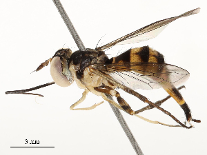  ( - CBG-A58575-C06)  @11 [ ] CreativeCommons - Attribution Share - Alike (2024) CBG Photography Group Centre for Biodiversity Genomics