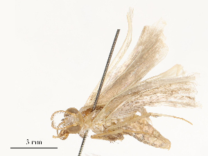  ( - CBG-A58576-G03)  @11 [ ] CreativeCommons - Attribution Share - Alike (2024) CBG Photography Group Centre for Biodiversity Genomics