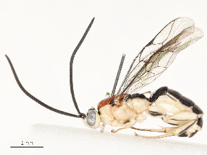  ( - CBG-A58625-B07)  @11 [ ] CreativeCommons - Attribution Share - Alike (2024) CBG Photography Group Centre for Biodiversity Genomics