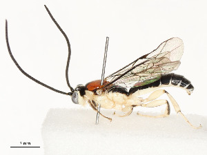  ( - CBG-A58625-B12)  @11 [ ] CreativeCommons - Attribution Share - Alike (2024) CBG Photography Group Centre for Biodiversity Genomics