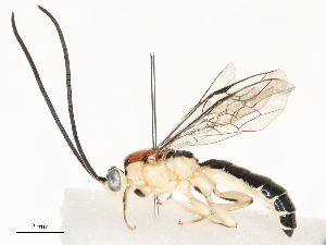  ( - CBG-A58625-C02)  @11 [ ] CreativeCommons - Attribution Share - Alike (2024) CBG Photography Group Centre for Biodiversity Genomics