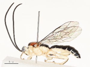  ( - CBG-A58625-C05)  @11 [ ] CreativeCommons - Attribution Share - Alike (2024) CBG Photography Group Centre for Biodiversity Genomics