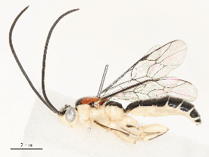  ( - CBG-A58625-C10)  @11 [ ] CreativeCommons - Attribution Share - Alike (2024) CBG Photography Group Centre for Biodiversity Genomics