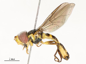  ( - CBG-A58625-H01)  @11 [ ] CreativeCommons - Attribution Share - Alike (2024) CBG Photography Group Centre for Biodiversity Genomics