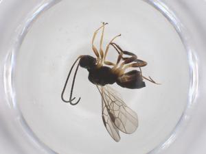  ( - CBG-A59227-E02)  @11 [ ] CreativeCommons - Attribution Share - Alike (2024) Centre for Biodiversity Genomics Centre for Biodiversity Genomics