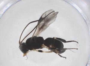  (Ascogaster Malaise5051 - CBG-A59227-F11)  @11 [ ] CreativeCommons - Attribution Share - Alike (2024) Centre for Biodiversity Genomics Centre for Biodiversity Genomics