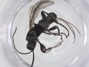  ( - CBG-A59228-F07)  @11 [ ] CreativeCommons - Attribution Share - Alike (2024) Centre for Biodiversity Genomics Centre for Biodiversity Genomics