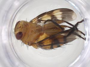  ( - CBG-A59228-H04)  @11 [ ] CreativeCommons - Attribution Share - Alike (2024) Centre for Biodiversity Genomics Centre for Biodiversity Genomics