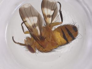  ( - CBG-A59230-A03)  @11 [ ] CreativeCommons - Attribution Share - Alike (2024) Centre for Biodiversity Genomics Centre for Biodiversity Genomics