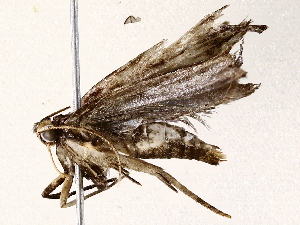  ( - BIOUG64405-B05)  @11 [ ] CreativeCommons - Attribution (2022) CBG Photography Group Centre for Biodiversity Genomics