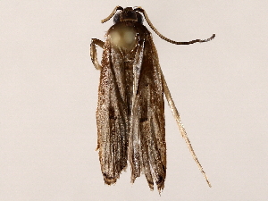  ( - BIOUG73025-D08)  @11 [ ] CreativeCommons - Attribution (2021) CBG Photography Group Centre for Biodiversity Genomics