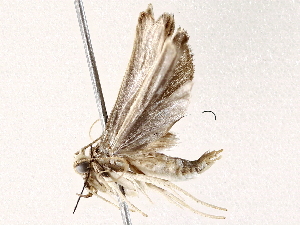  (gelMalaise01 Malaise7282 - BIOUG73648-C08)  @11 [ ] CreativeCommons - Attribution (2021) CBG Photography Group Centre for Biodiversity Genomics