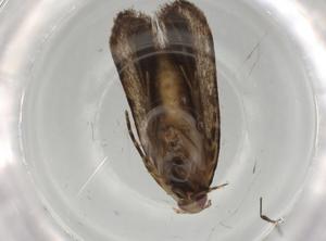  ( - BIOUG75177-F12)  @11 [ ] CreativeCommons - Attribution (2022) Centre for Biodiversity Genomics Centre for Biodiversity Genomics