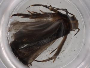  ( - BIOUG76250-A11)  @11 [ ] CreativeCommons - Attribution (2022) Centre for Biodiversity Genomics Centre for Biodiversity Genomics