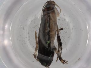  ( - BIOUG76250-C10)  @11 [ ] CreativeCommons - Attribution (2022) Centre for Biodiversity Genomics Centre for Biodiversity Genomics