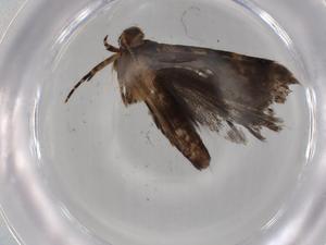  ( - BIOUG76250-E02)  @11 [ ] CreativeCommons - Attribution (2022) Centre for Biodiversity Genomics Centre for Biodiversity Genomics