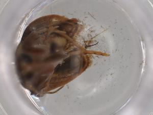  ( - BIOUG76250-E04)  @11 [ ] CreativeCommons - Attribution (2022) Centre for Biodiversity Genomics Centre for Biodiversity Genomics