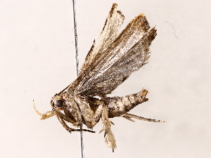  ( - BIOUG76502-D12)  @11 [ ] CreativeCommons - Attribution (2022) CBG Photography Group Centre for Biodiversity Genomics