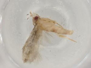  (gelMalaise01 Malaise8587 - BIOUG76714-D11)  @12 [ ] CreativeCommons - Attribution (2022) Centre for Biodiversity Genomics Centre for Biodiversity Genomics