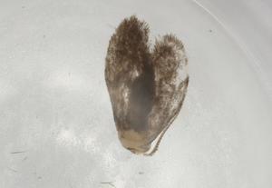  ( - BIOUG76745-A09)  @11 [ ] CreativeCommons - Attribution (2022) Centre for Biodiversity Genomics Centre for Biodiversity Genomics